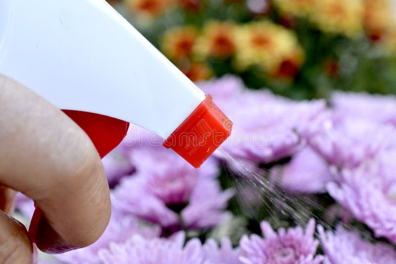 Spraying Chrysanthemum Flower with Hand Sprayer Stock Image Image of nature, design 161696233