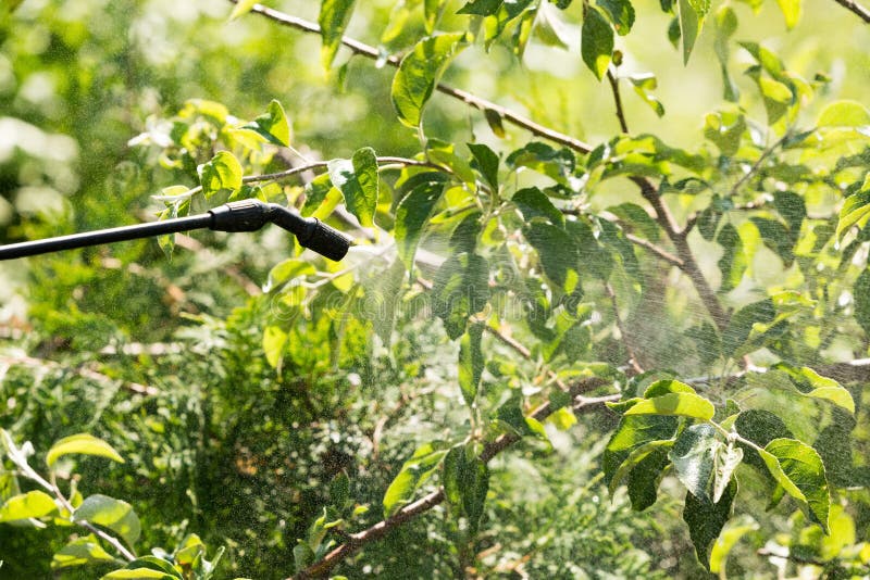 Spraying of fruit tree from pests stock images Spraying of fruit tree from pests stock images