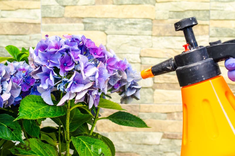 Spraying Plants With Plant Protection Products. Garden Plant Car Stock Image Image of flower