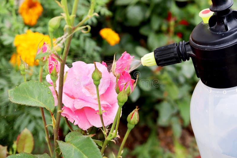 Spraying Roses in the Garden with a Spray Bottle.Pest Control Concept