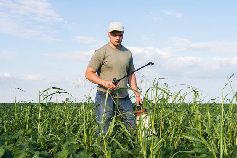 Spraying soybean field stock photo. Image of season, nature 57352062