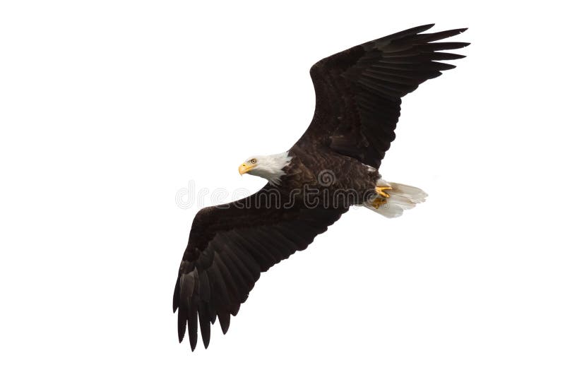 Spread wing bald eagle soars across the sky, white background