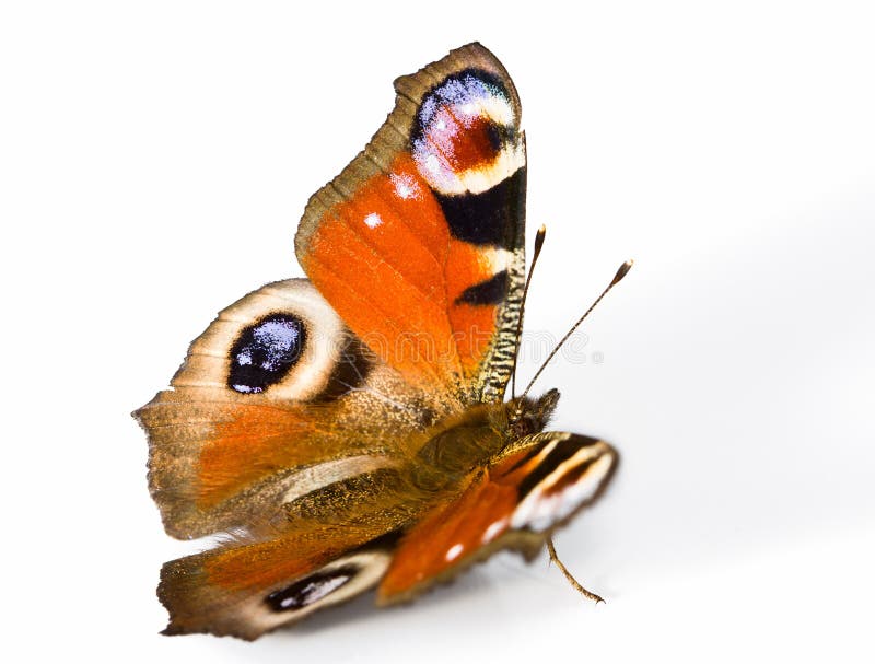 Isolated European Peacock Butterfly Stock Image - Image of abdomen ...