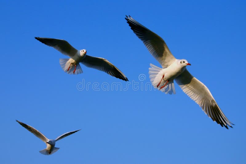 Spread your wings stock photo. Image of blue, ornithology 365218