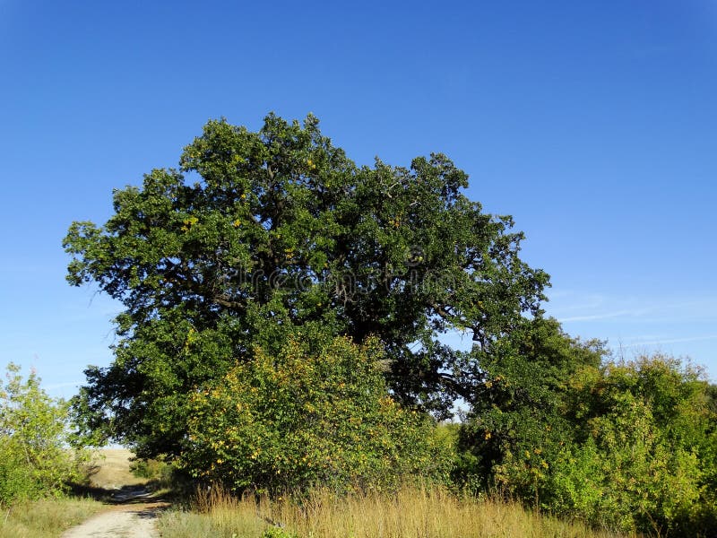 Centenary oak crown stock photo. Image of spring, clouds 127312710