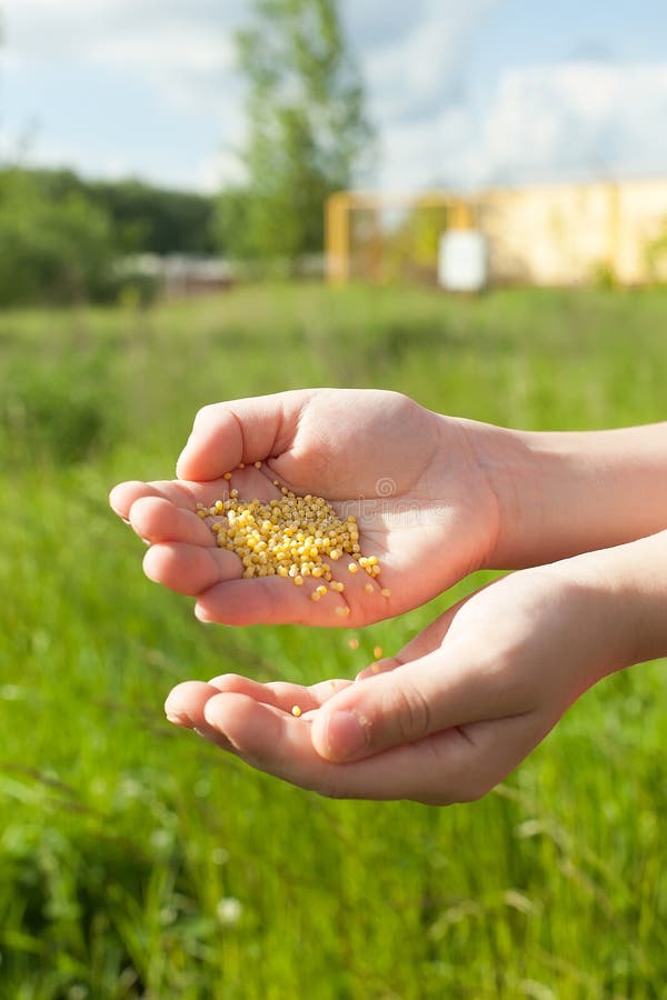 Spreading Grass Seed in Spring by Hand for the Perfect Lawn. Sowing Grass Seed by Hand Stock