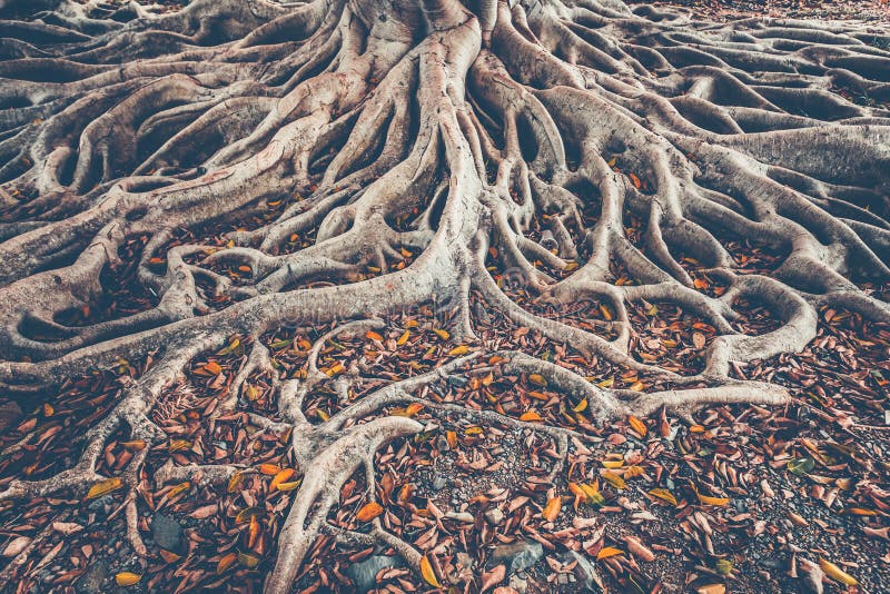 The spreading root system of the old tree on the ground. The variety of shapes in wild nature. Perfect background for the various kinds of collages, illustrations and digital media. The spreading root system of the old tree on the ground. The variety of shapes in wild nature. Perfect background for the various kinds of collages, illustrations and digital media.