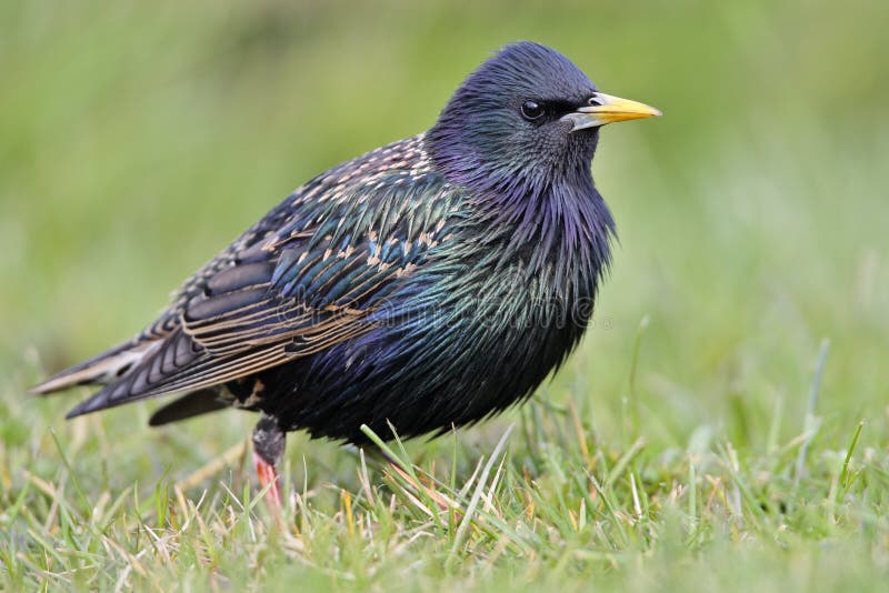 Spreeuw; Pospolity szpaczek; Sturnus vulgaris obrazy stock