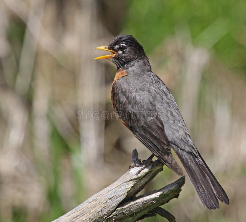 Praten met de roodborst royalty-vrije stock fotografie