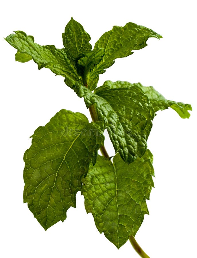 Sprig della menta fotografie stock Sprig della menta fotografie stock