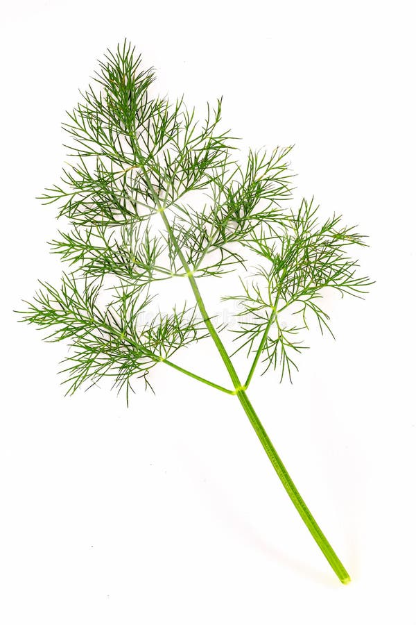 Dill sprig stock image. Image of vegetarian, ingredient 14146473