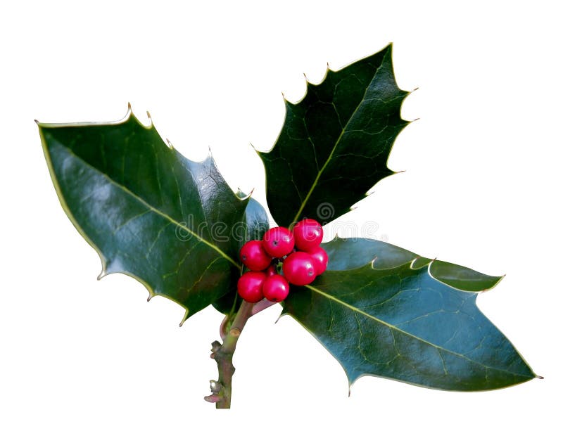 Perfect Sprig of Holly stock image. Image of fresh, green 16181481