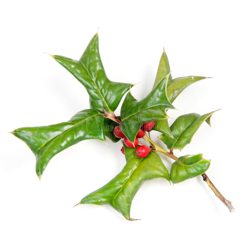 Sprig of holly many ripe red berries isolated