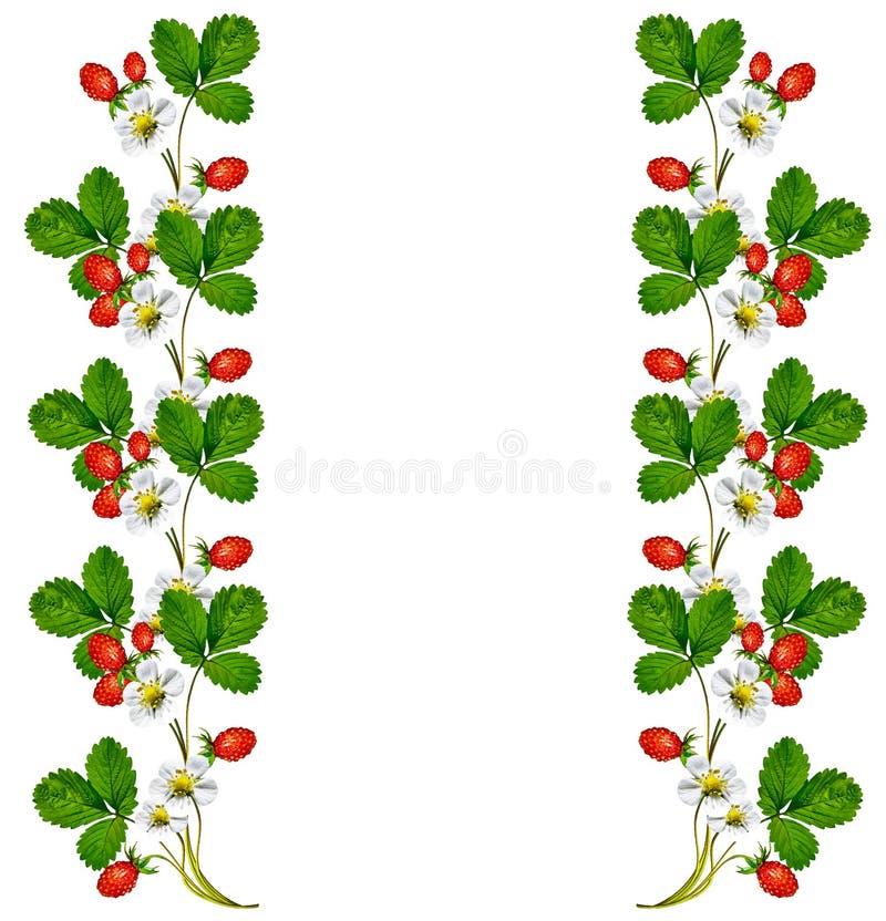 Sprig kwiat truskawki obrazy royalty free Sprig kwiat truskawki obrazy royalty free