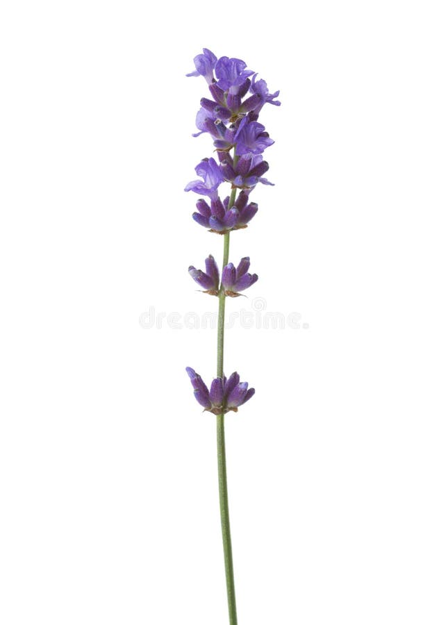 Sprig of lavender isolated on white background