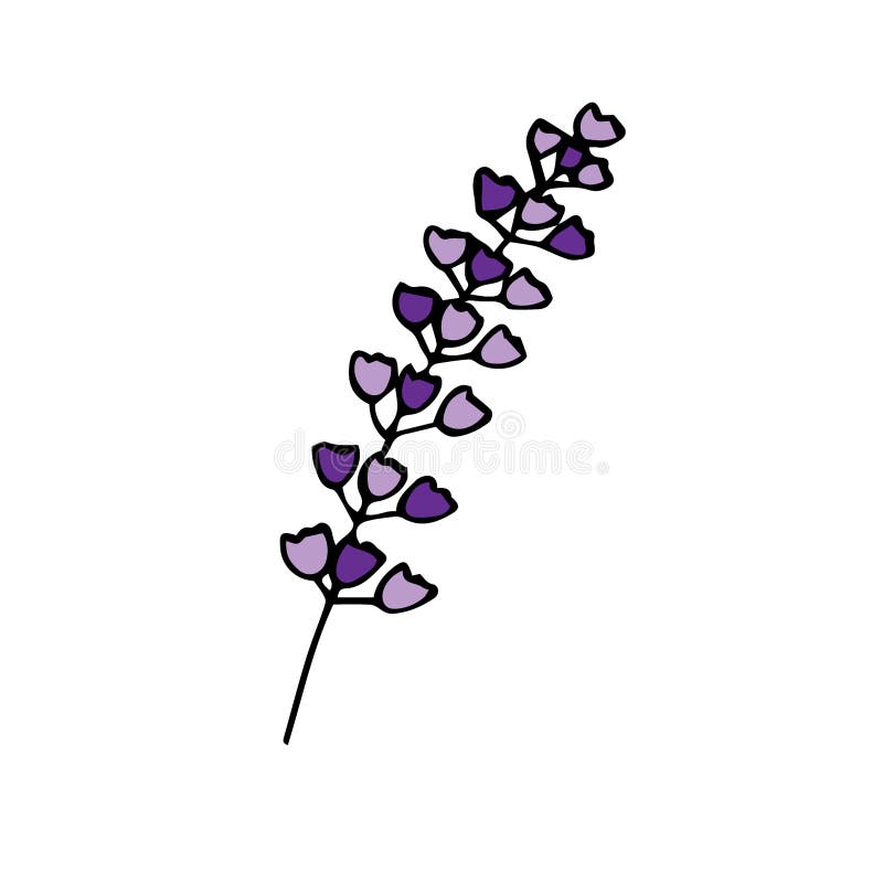 Sprig of Lavender, Vector Illustration, Hand Drawing, Colored Stock ...