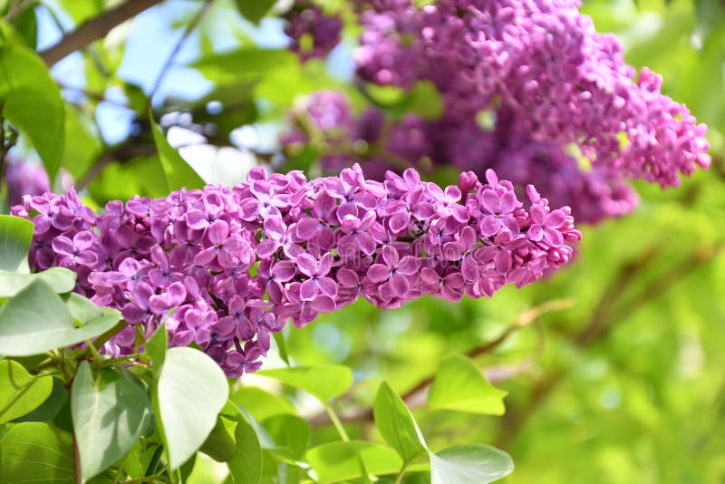 Sprig of Lilac Purple Color Stock Image - Image of colorful, botany ...