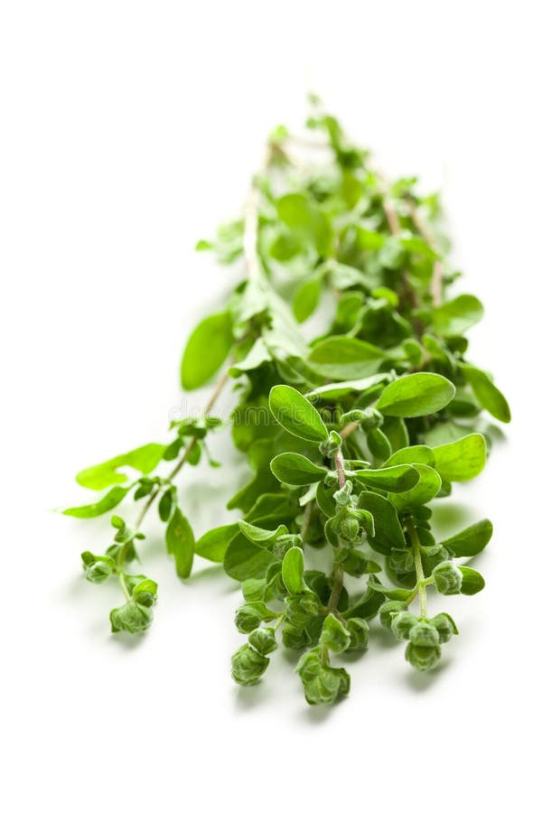 Sprig of marjoram stock image. Image of food, oregano 32744433