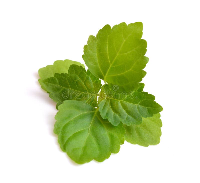 Sprig patchouli Isolated on white background.