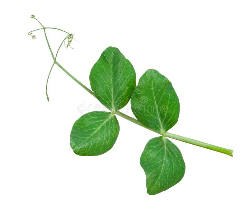 Peas stock photo. Image of isolate, leafs, green, leaves 20090374