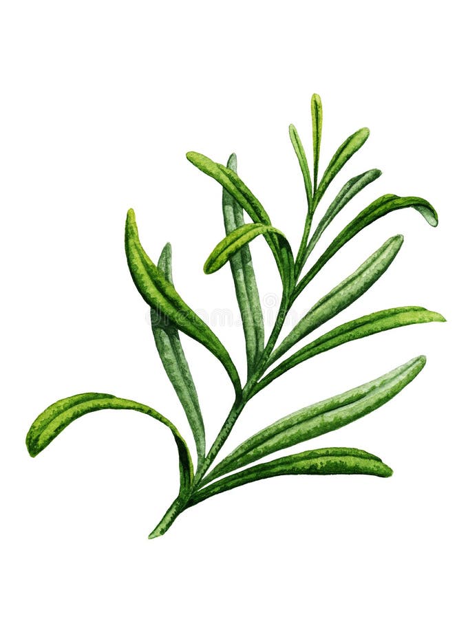 Sprig Of Rosemary. Watercolor Illustration Stock Illustration Image