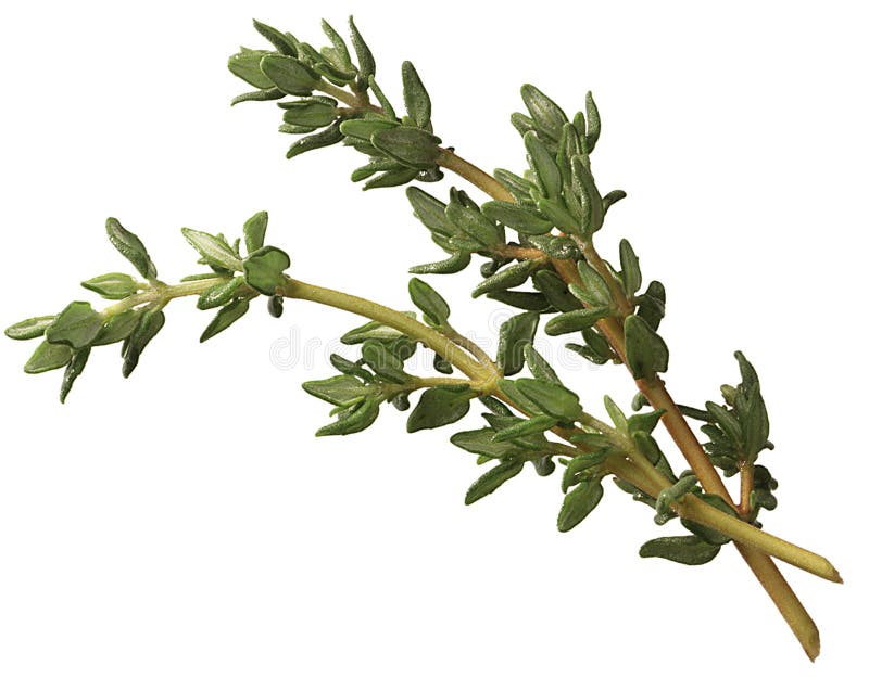 Sprig of thyme stock image. Image of spicy, ingredient 14451851