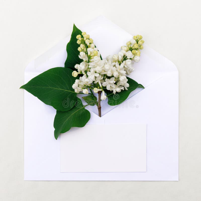 Sprig of white lilac in an envelope royalty free stock photos