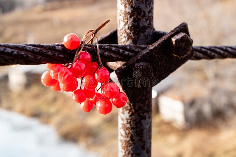Sprig красной калины вися на смесях металла ржавых стоковые изображения Sprig красной калины вися на смесях металла ржавых стоковые изображения