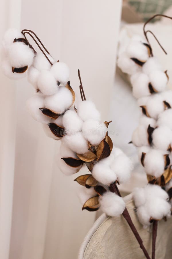 Sprigs of Cotton Stand in a Vase As a Decoration of the Interior and
