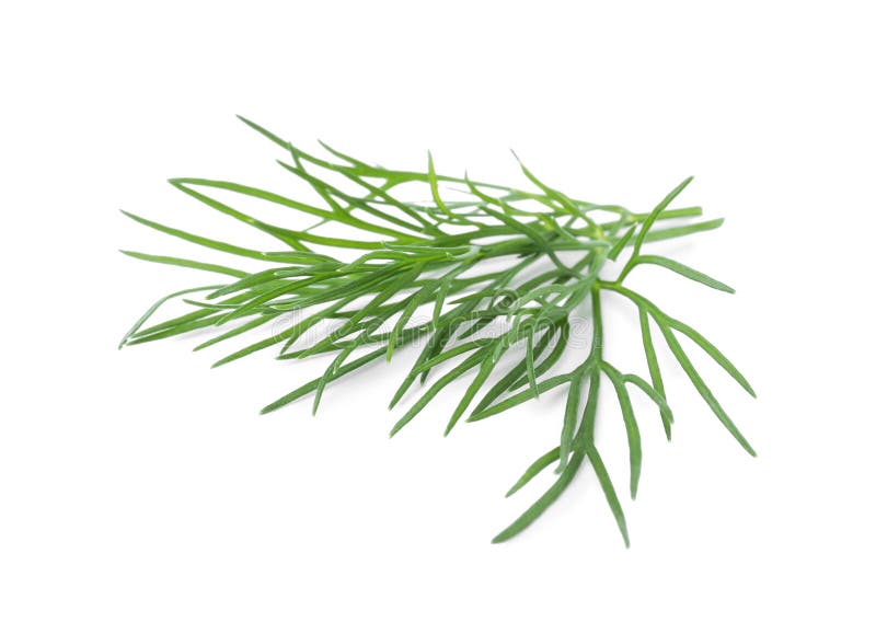 Sprigs of Fresh Dill Isolated on White Stock Image Image of natural, condiment 221466825