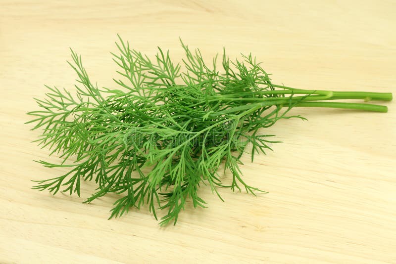 Sprigs of Fennel stock photo. Image of green, vegetarian 31356048