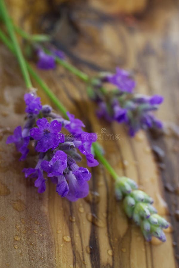 Sprigs of fresh lavender stock image. Image of smell 27077219