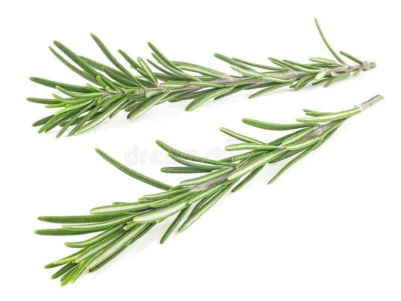 Sprigs of Fresh Rosemary Isolated on White Background. Branches of