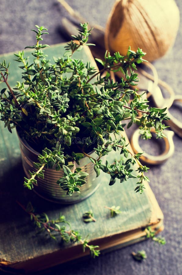 Sprigs of fresh thyme stock photo. Image of culinary 68432800