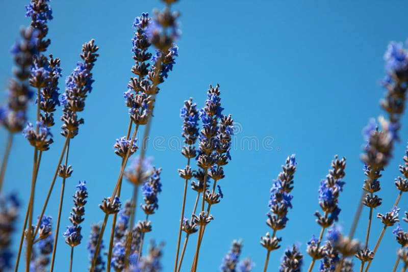 Sprigs of lavender stock photo. Image of close, fragrance 21770326