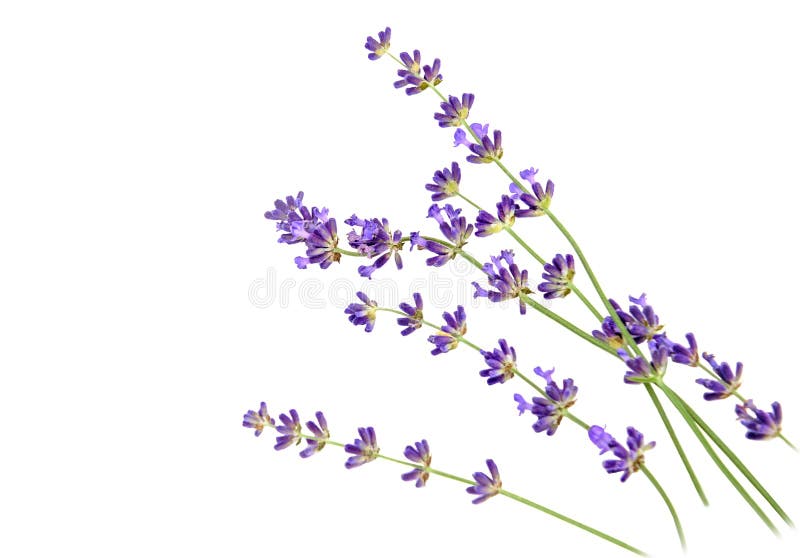 Sprigs Of Lavender Flowers Isolated On White Background Stock Image ...