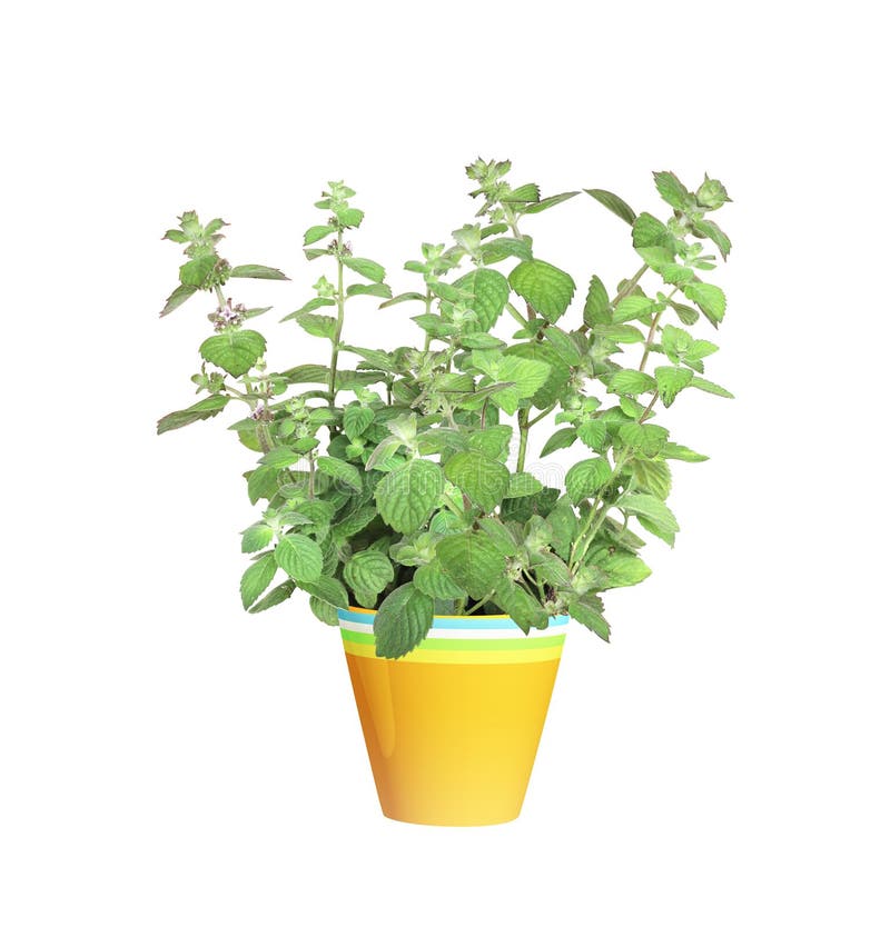mint sprigs mint sprigs