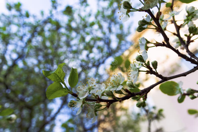 Sprigs of plums with flowers on a natural background royalty free stock image Sprigs of plums with flowers on a natural background royalty free stock image