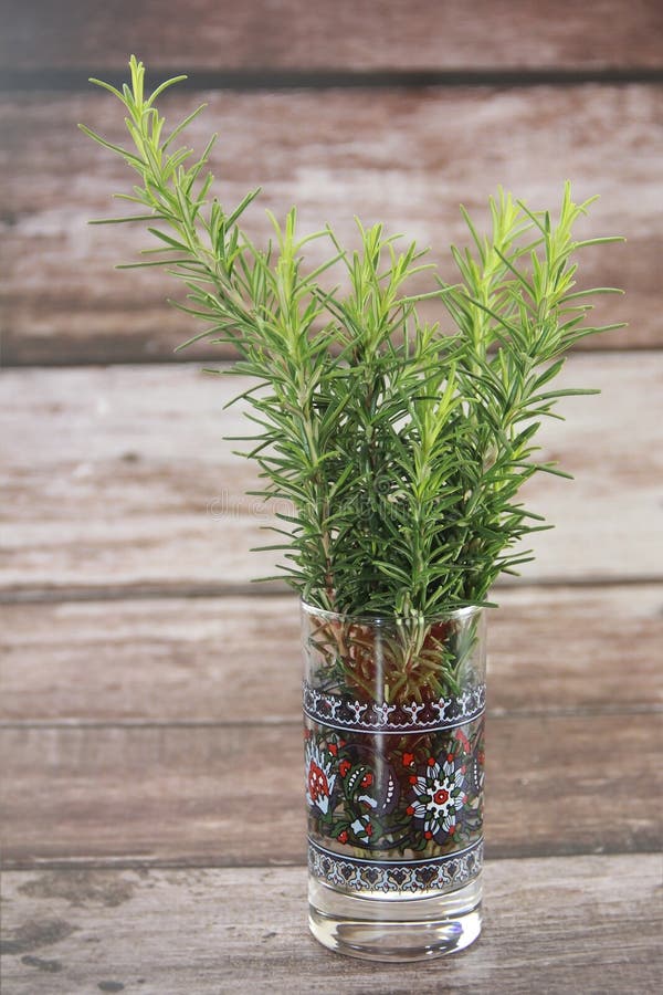 Sprigs of Spicy Herb Rosemary with Sharp Leaves Stock Photo Image of