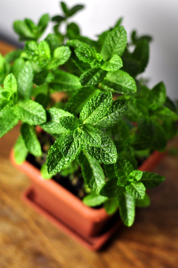 Peppermint herb leaf sprigs in a plant. Peppermint herb leaf sprigs in a plant.