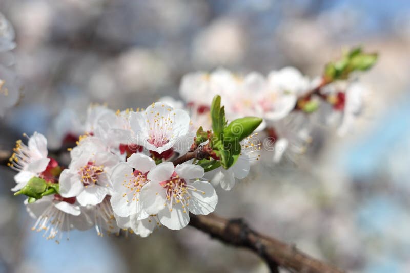 Flowering Nanking Cherry stock photo. Image of close, growth - 2697748