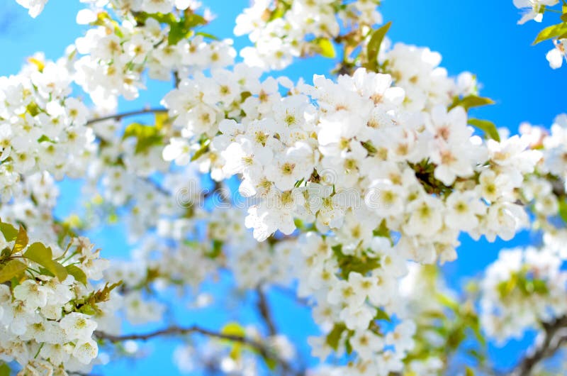 Ciliegio fiori sulla bella giornata di primavera, il cielo è blu e fiori bianchi sul sole, fioritura ramo.