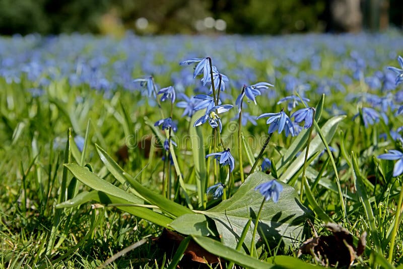 Scilla bifolia on a spring-meadow. Bifolia stock images, royalty-free photos and pictures