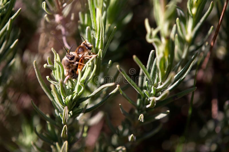 Spring alters blood royalty free stock photos