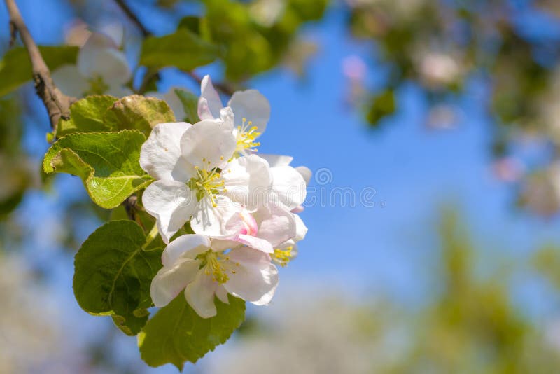 Spring Apple Blossom Branch Stock Image Image of fruit, farm 181255667