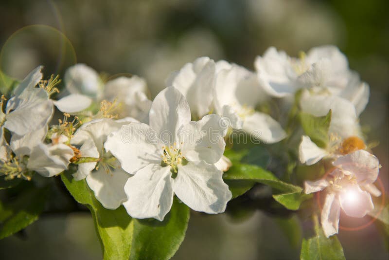 Tender blossom