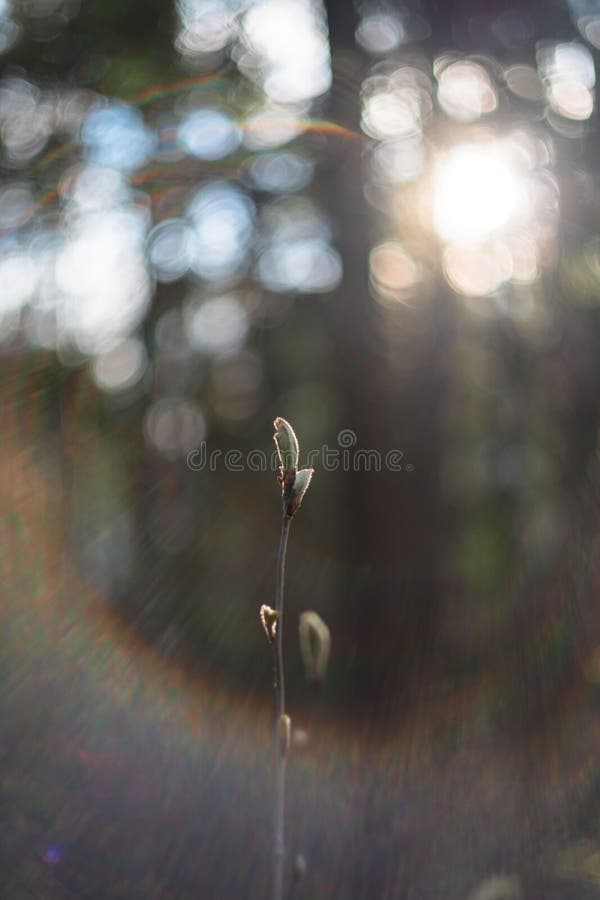 Spring. Apple Branch with the First Buds To Open in a Stream of Sunlight.  Abstract Blurred Spring Background Stock Photo - Image of early, flower:  217315332