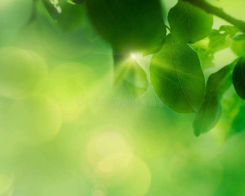 Spring Apple Leaf Background Stock Image - Image of color, plant: 30918055
