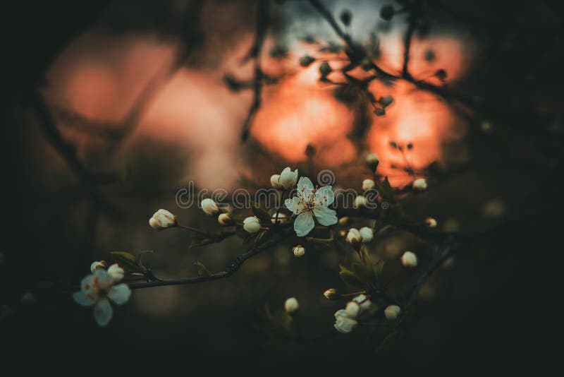 Spring apple tree with white delicate small flowers in the warm sun