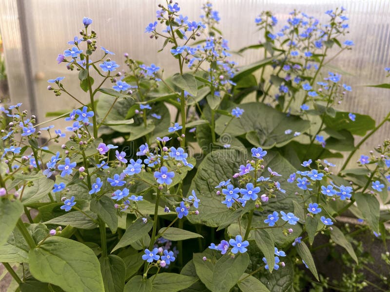 In the Spring, Flowers Grew in the Garden Stock Photo